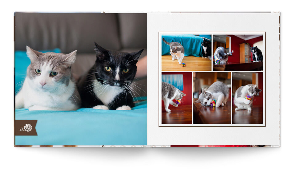 Paws & Claws Pet Book